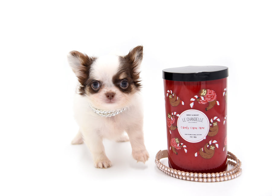 Lilly Nelly Extreme Short Muzzle White Chocolate Girl