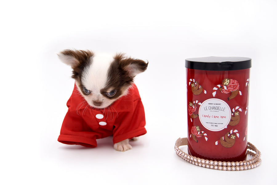 Lilly Nelly Extreme Short Muzzle White Chocolate Girl