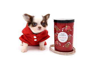 Lilly Nelly Extreme Short Muzzle White Chocolate Girl