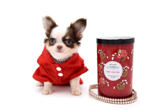 Lilly Nelly Extreme Short Muzzle White Chocolate Girl