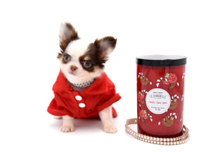 Lilly Nelly Extreme Short Muzzle White Chocolate Girl