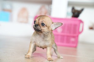 Mini Micro Girl