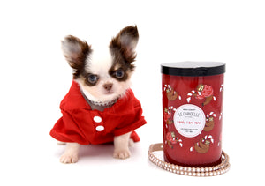 Lilly Nelly Extreme Short Muzzle White Chocolate Girl