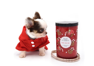 Lilly Nelly Extreme Short Muzzle White Chocolate Girl