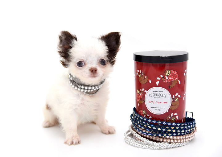 Suri LC white Chocolate Girl
