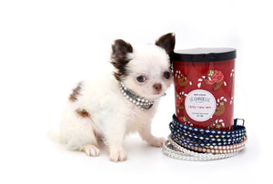 Suri LC white Chocolate Girl