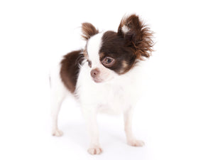 Romeo Tiny Micro Boy