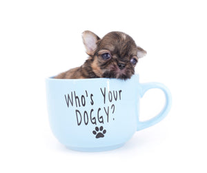 Lilly Bella Micro Teacup Girl