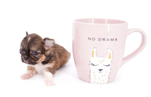 Lilly Bella Micro Teacup Girl