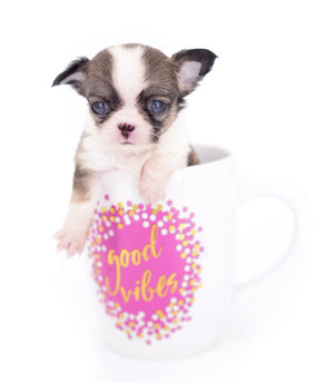 Annabelle Doll Face LC Girl