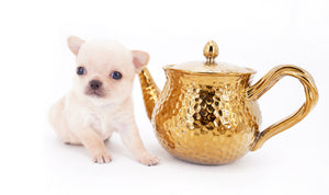 Arian Micro Teacup Extreme Short Muzzle Boy