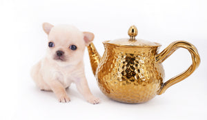 Arian Micro Teacup Extreme Short Muzzle Boy