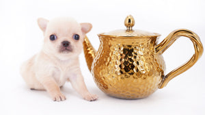 Arian Micro Teacup Extreme Short Muzzle Boy