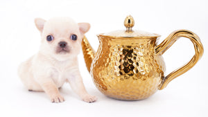 Arian Micro Teacup Extreme Short Muzzle Boy