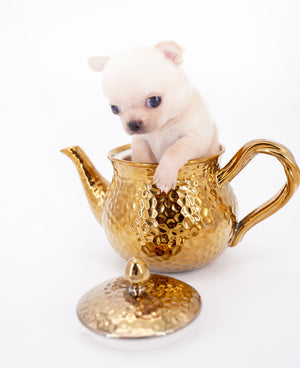 Arian Micro Teacup Extreme Short Muzzle Boy