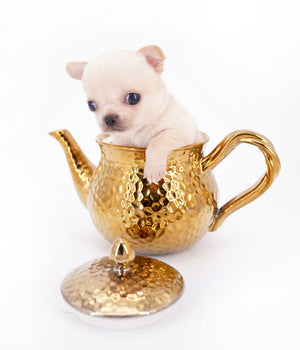 Arian Micro Teacup Extreme Short Muzzle Boy