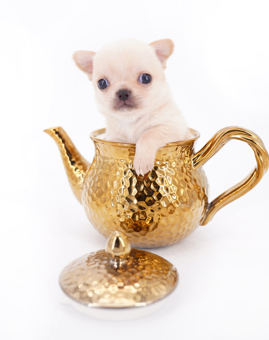Arian Micro Teacup Extreme Short Muzzle Boy