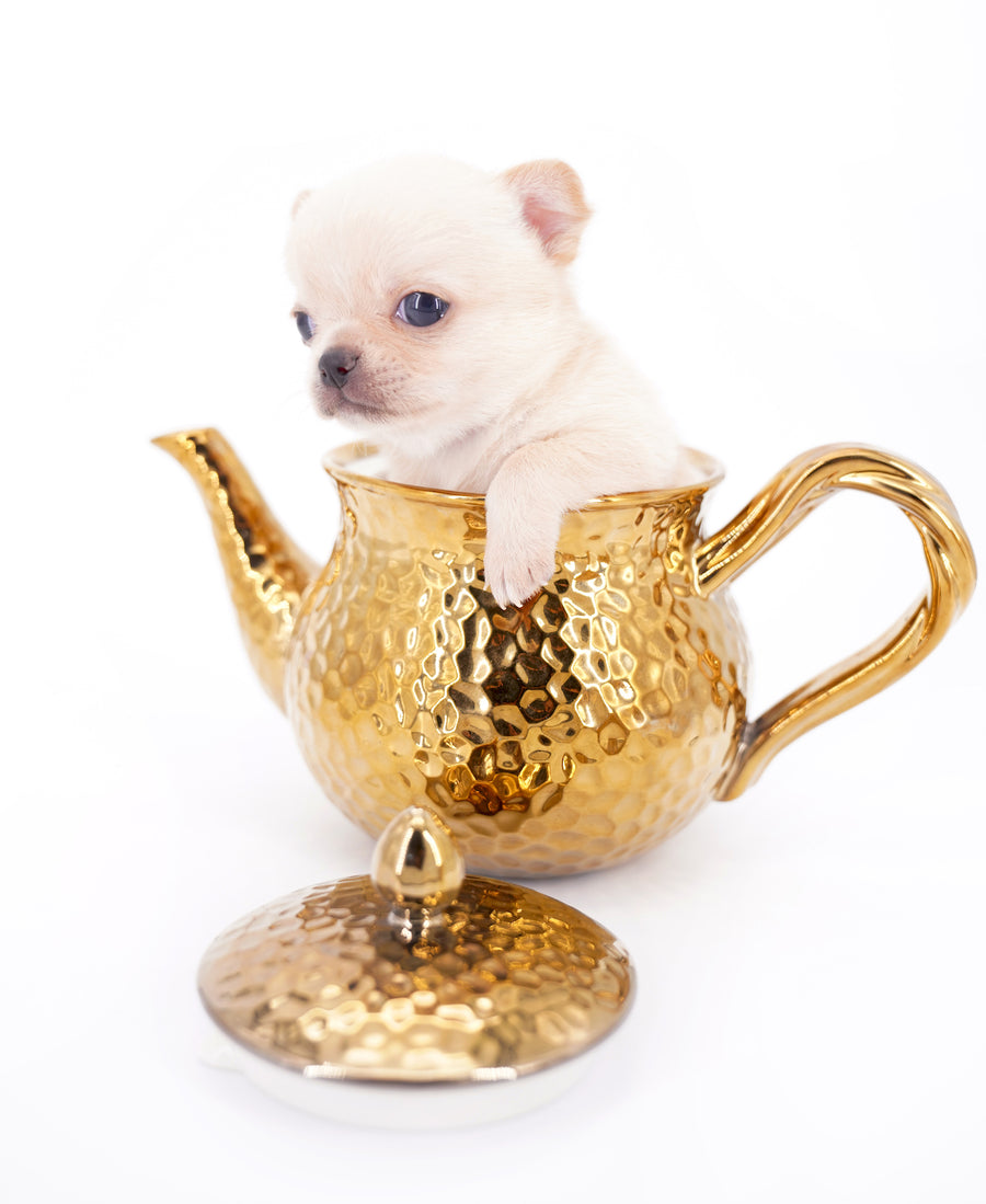 Arian Micro Teacup Extreme Short Muzzle Boy