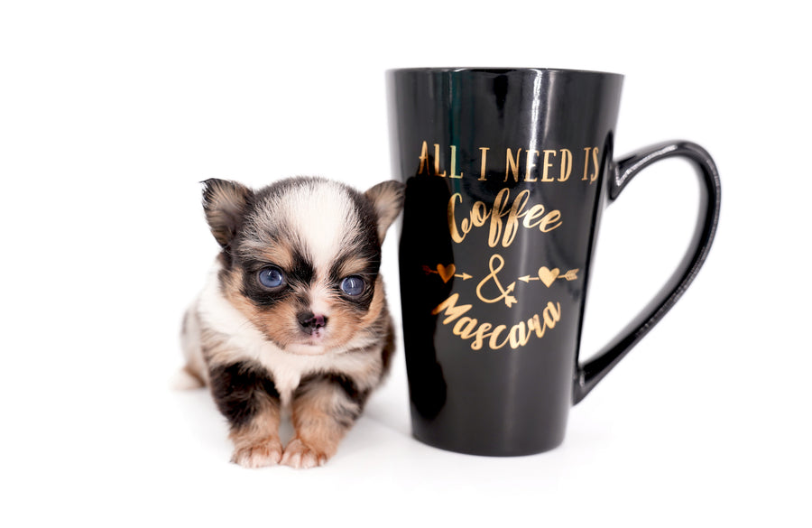 Nataly Blue Merle Blue Eyes Girl