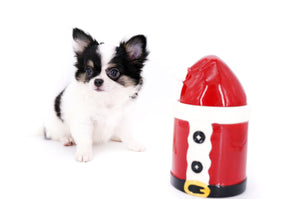 Latte SC Extreme Short Muzzle LC Boy