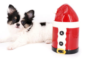 Latte SC Extreme Short Muzzle LC Boy