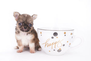 Lilly Bella Micro Teacup Girl