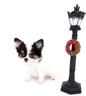 Latte SC Extreme Short Muzzle LC Boy