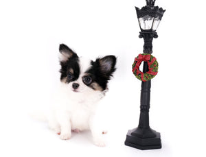 Latte SC Extreme Short Muzzle LC Boy