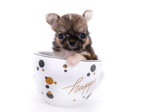 Lilly Bella Micro Teacup Girl