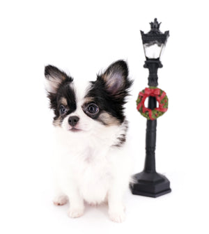 Latte SC Extreme Short Muzzle LC Boy