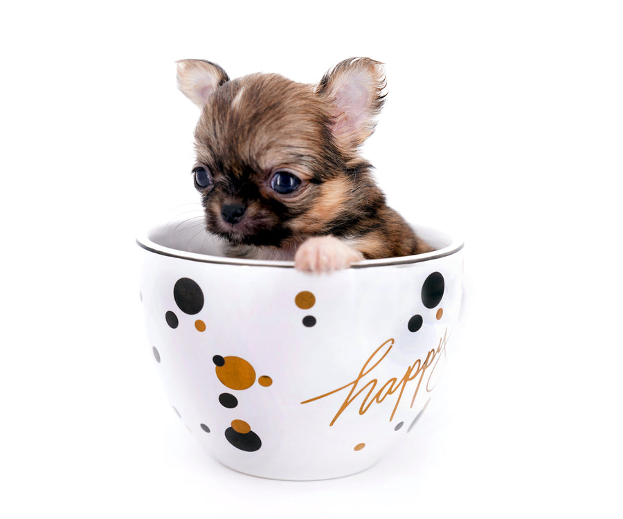 Lilly Bella Micro Teacup Girl