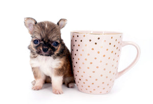 Lilly Bella Micro Teacup Girl