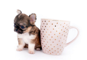 Lilly Bella Micro Teacup Girl