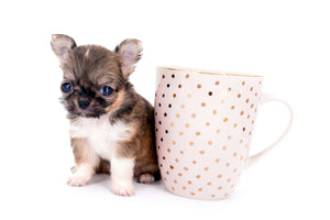 Lilly Bella Micro Teacup Girl