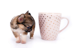Lilly Bella Micro Teacup Girl