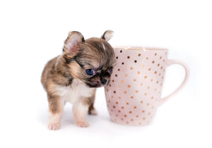 Lilly Bella Micro Teacup Girl