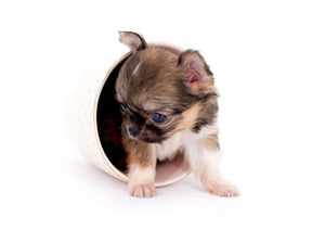 Lilly Bella Micro Teacup Girl