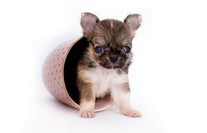 Lilly Bella Micro Teacup Girl