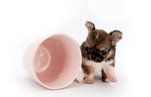 Lilly Bella Micro Teacup Girl