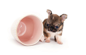 Lilly Bella Micro Teacup Girl
