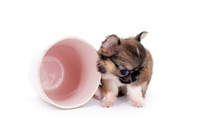 Lilly Bella Micro Teacup Girl
