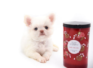 Bulgari's Sold to Anita NY