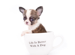 Annabelle Doll Face LC Girl