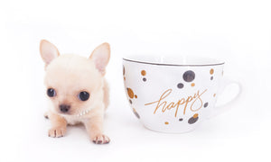 Arian Micro Teacup Extreme Short Muzzle Boy