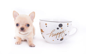 Arian Micro Teacup Extreme Short Muzzle Boy