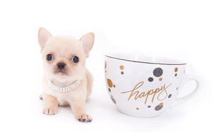 Arian Micro Teacup Extreme Short Muzzle Boy