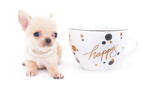 Arian Micro Teacup Extreme Short Muzzle Boy