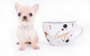 Arian Micro Teacup Extreme Short Muzzle Boy