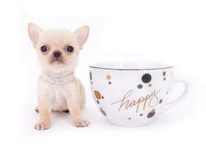 Arian Micro Teacup Extreme Short Muzzle Boy