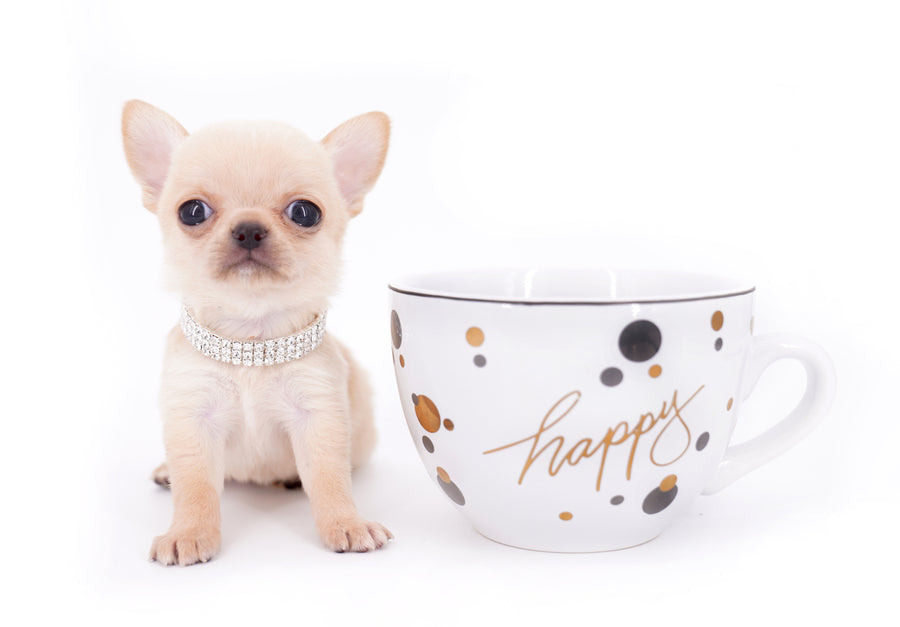 Arian Micro Teacup Extreme Short Muzzle Boy